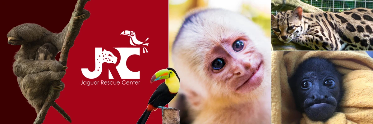 Jaguar Rescue Center